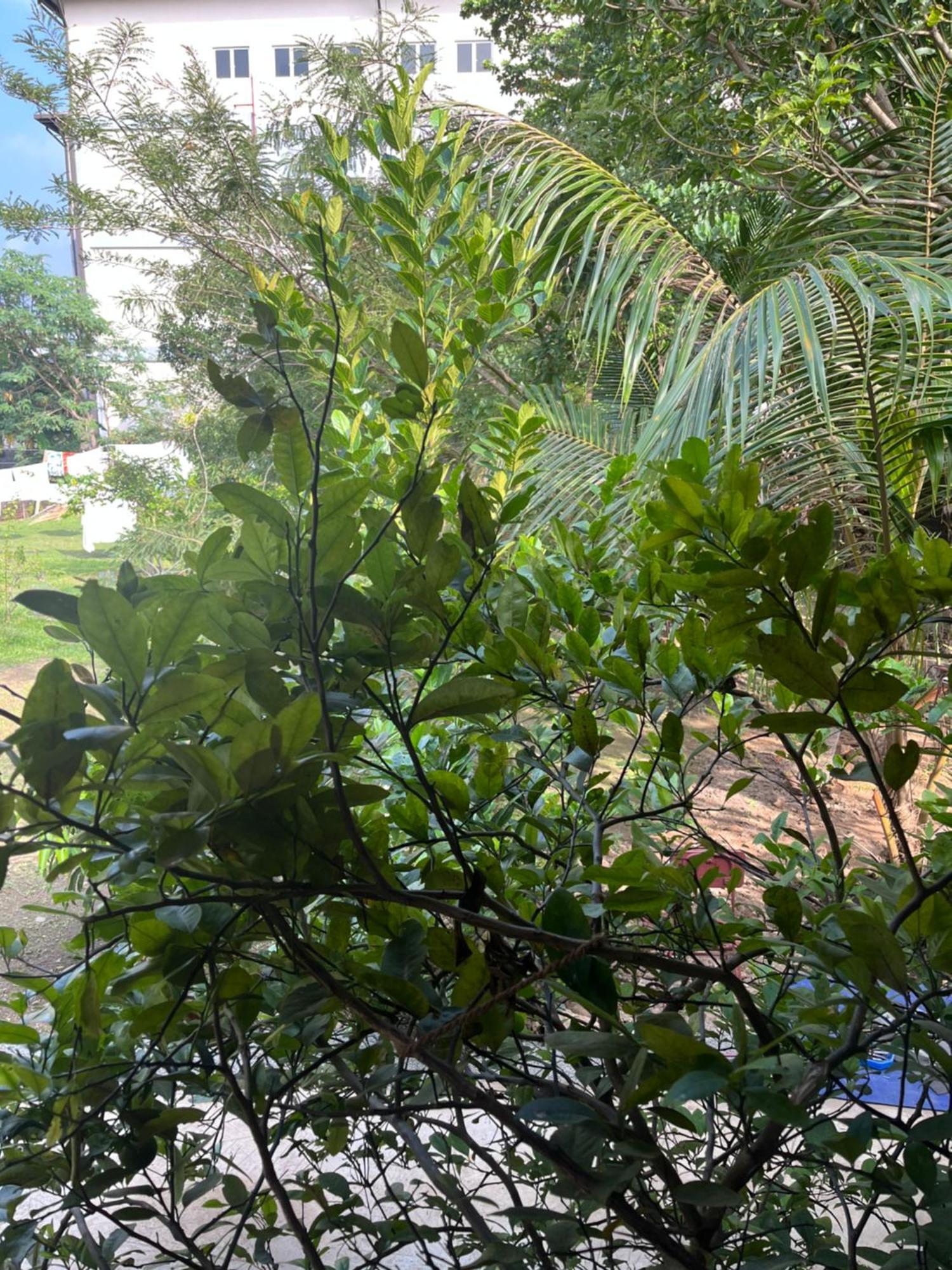 Tanty'S Hostel Galle Exterior photo
